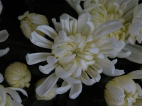 /album/rosso-in-giardino/crisantemo-novembre-2-jpg/